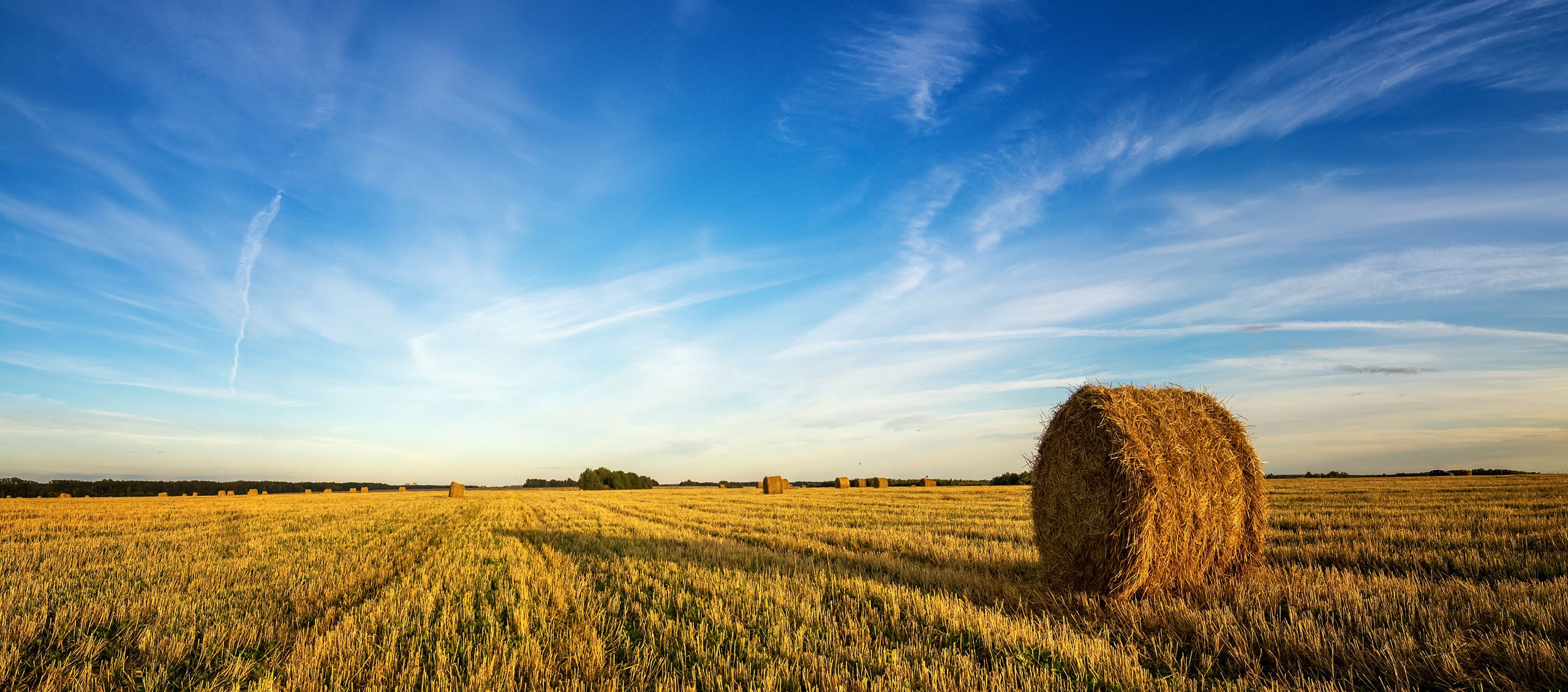 Hayfield on sunny day