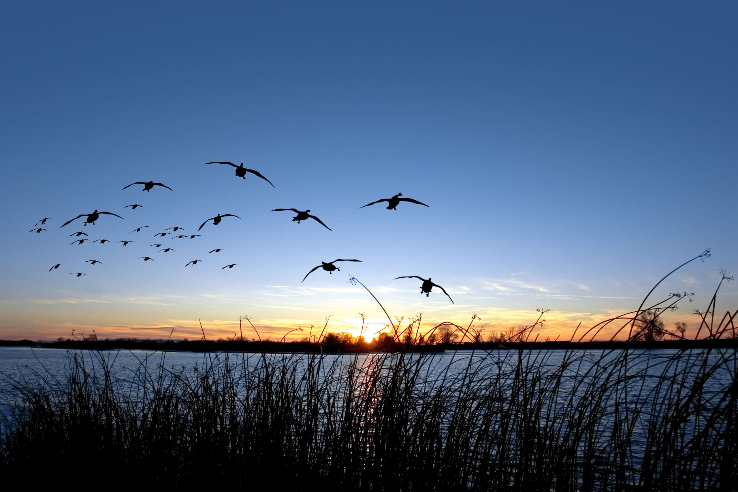 flying geese over lake