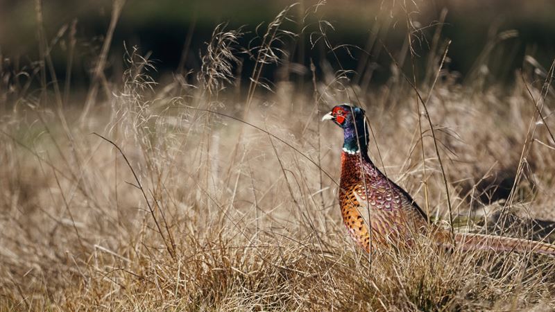 Bird sitting in a wheat field